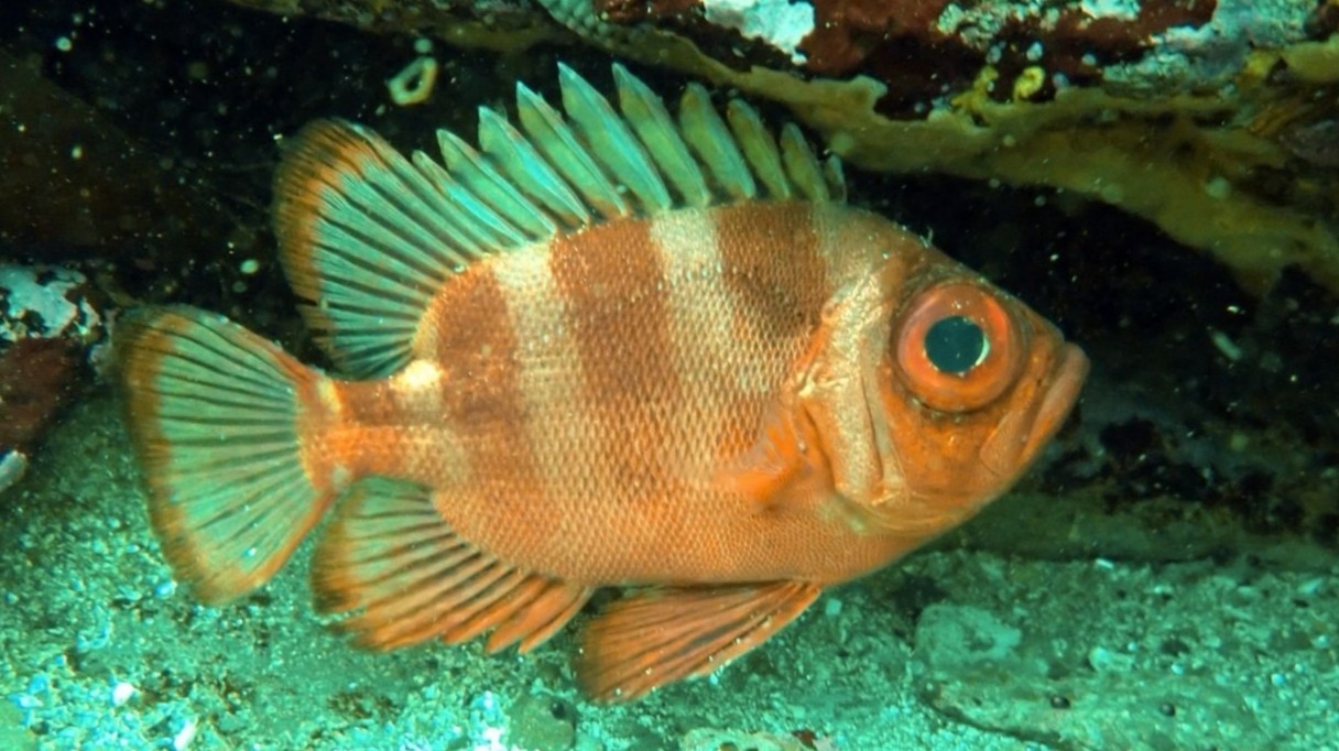 ojo